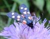 Zygaena transalpina
